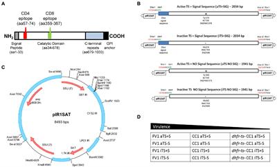 Use of Leishmania major parasites expressing a recombinant Trypanosoma cruzi antigen as live vaccines against Chagas disease